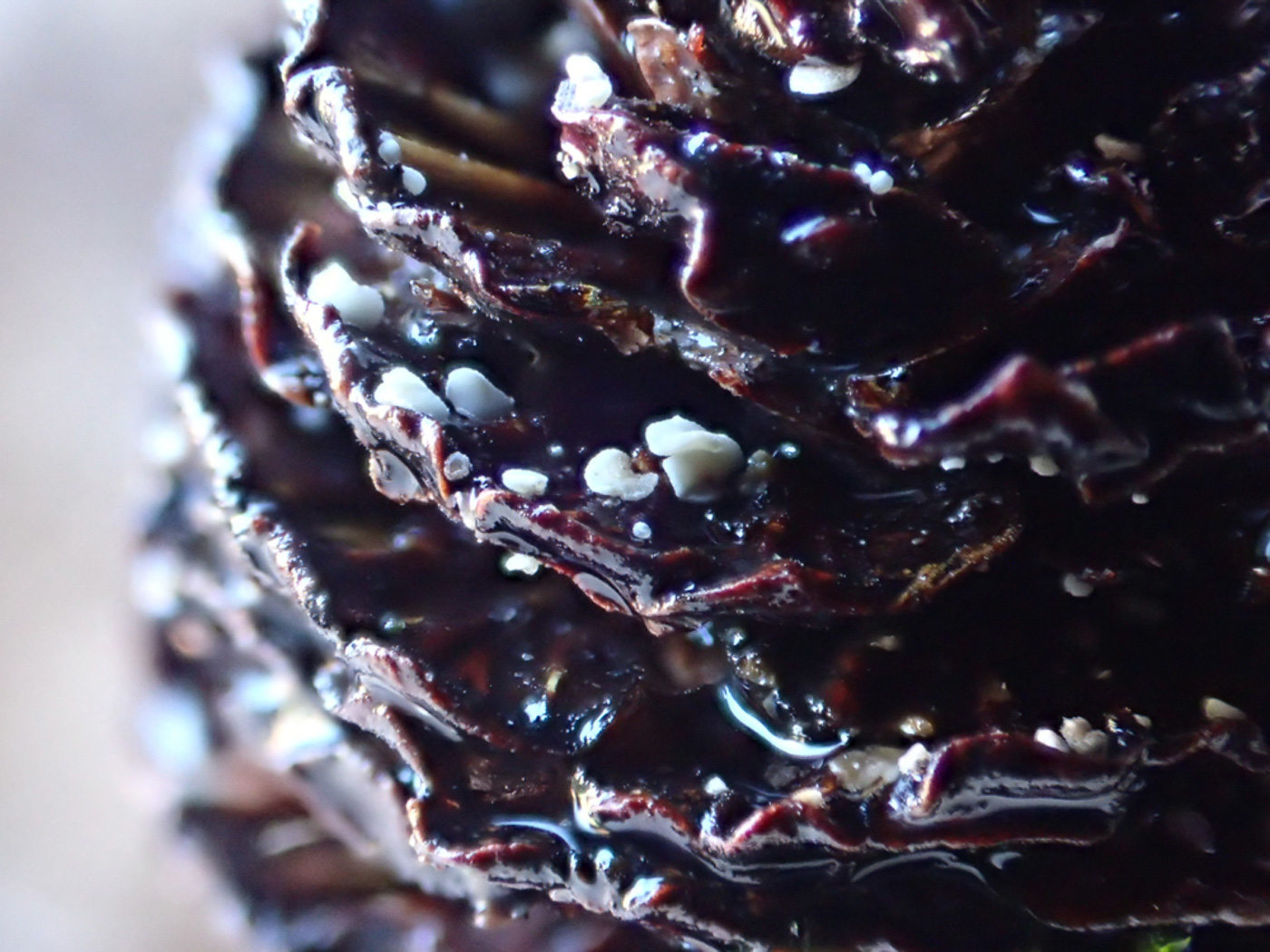 Photo © Jesper Launder Calycellina alniella by Jesper Launder